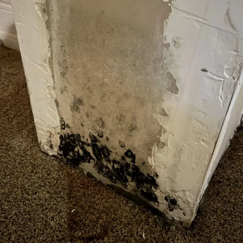 Professional Mold Removal in Fairfield, OH